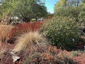 In the fall, seedheads provide food for wildlife in the California Native Plants section of the Master Gardeners Demonstration Garden. Laura Kling